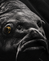 carpstylez Blackwater Carp Shirt – Print-Detail #farbe_black