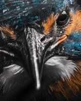 carpstylez Blackwater Kingfisher Shirt – Print-Detail #farbe_black