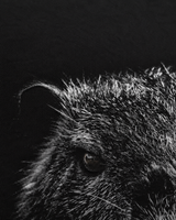 carpstylez Blackwater Nutria Hoodie – Print-Detail #farbe_black