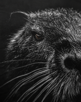 carpstylez Blackwater Nutria Shirt – Print-Detail #farbe_black