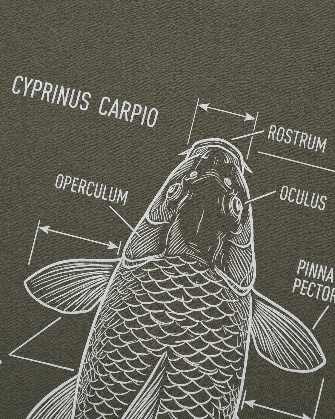 carpstylez Cyprinus Carpio Hoodie – Detailansicht